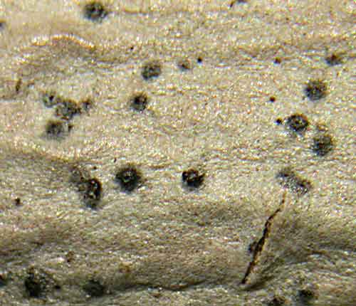 Arthopyrenia cinchonae
