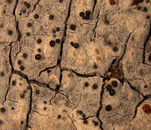 Arthopyrenia lyrata