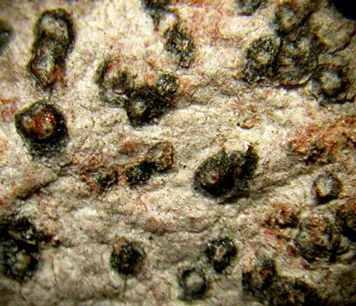 Arthopyrenia majuscula