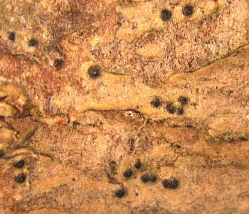 Arthopyrenia malaccitula