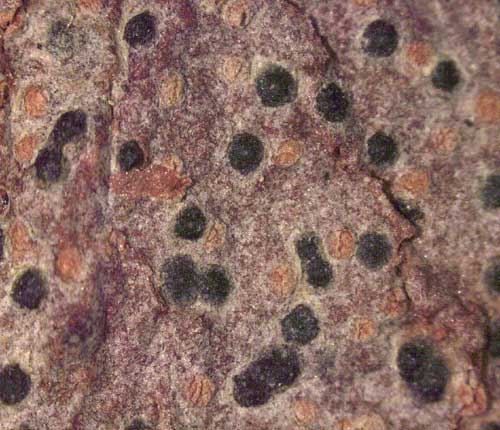 Arthopyrenia planorbis