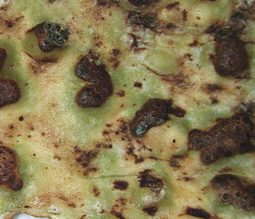 Astrothelium confusum