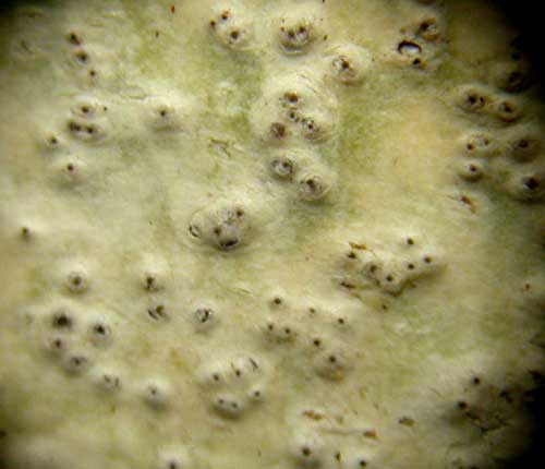 Astrothelium variolosum