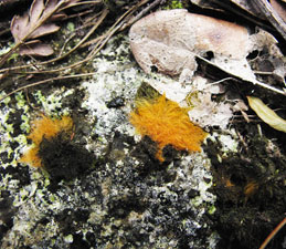 Trentepohlia algae