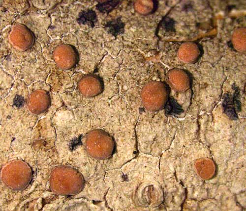 Bacidia campalea