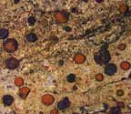 Bacidia diffracta