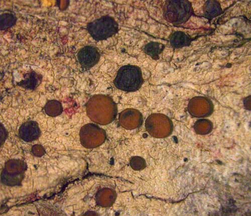Bacidia diffracta