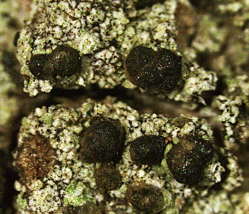 Bacidia igniarii