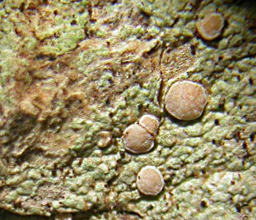 Bacidia mutabilis