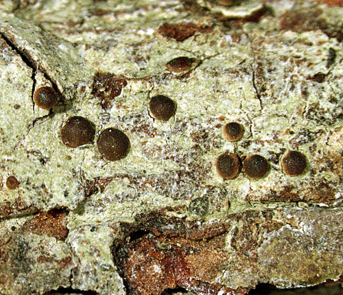 Bacidia russeola