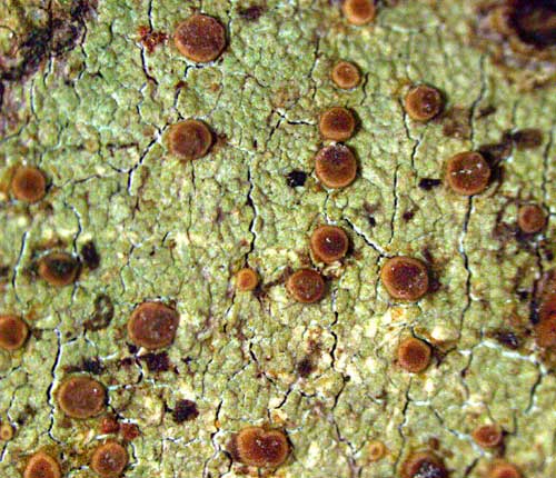 Bacidia schweinitzii