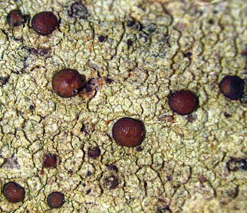 Bacidia schweinitzii