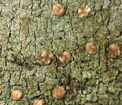 Bacidina aenea