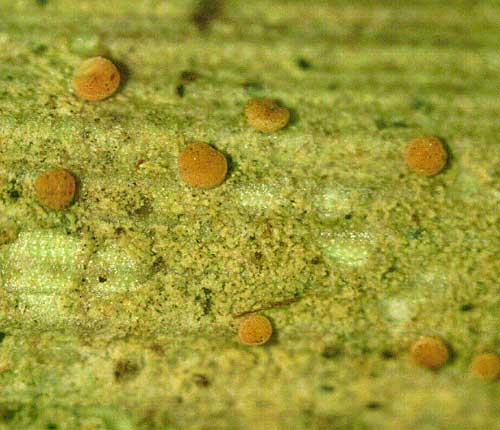 Bacidina pallidocarnea