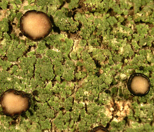 Bacidiopsora orizabana