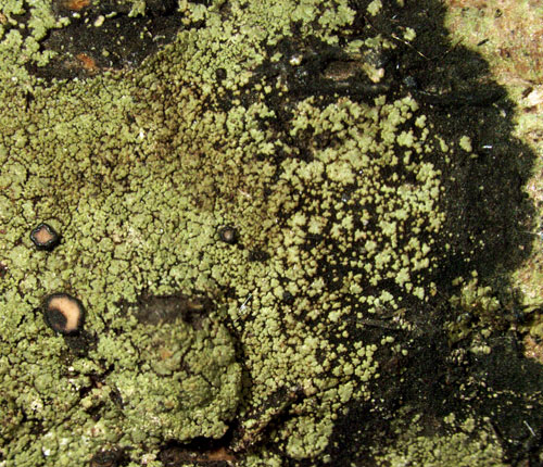Bacidiopsora squamulosula