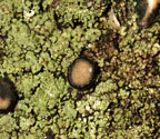 Bacidiopsora squamulosula