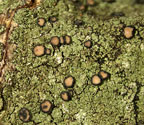 Bacidiopsora squamulosula