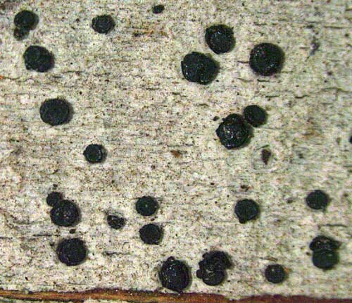 Bactrospora denticulata