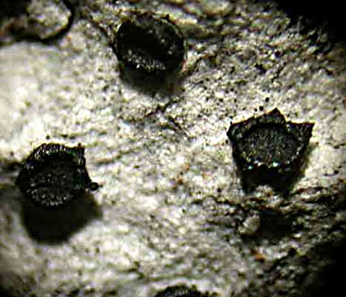 Bactrospora denticulata