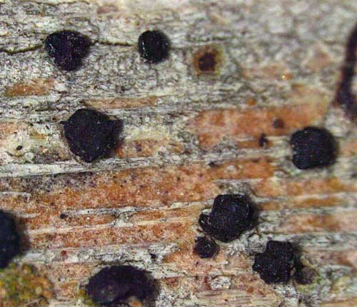 Bactrospora mesospora