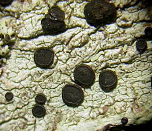 Baculifera imshaugiana