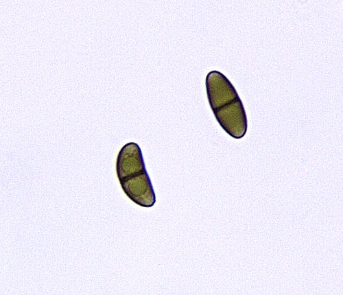 Baculifera micromera
