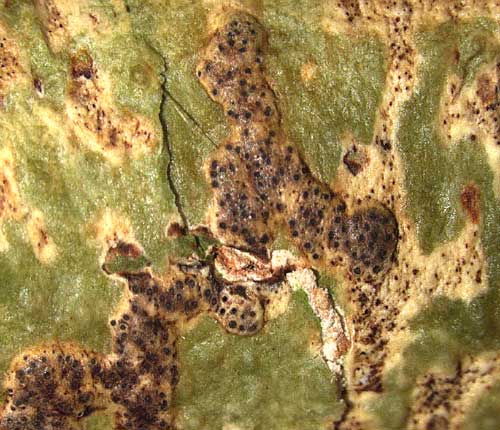 Bathelium carolinianum