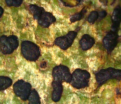 Bathelium madreporiforme