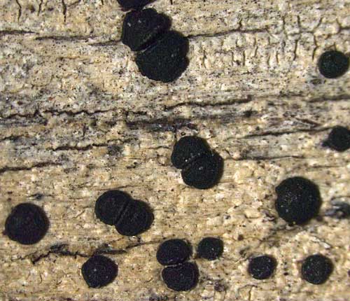 Buellia curatellae