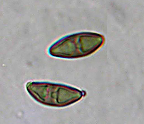 Buellia curatellae spores