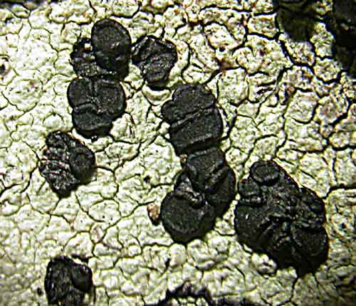 Buellia stillingiana