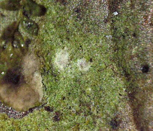 Byssoloma absconditum