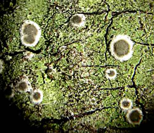 Byssoloma leucoblepharum