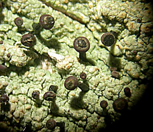 Calicium hyperelloides