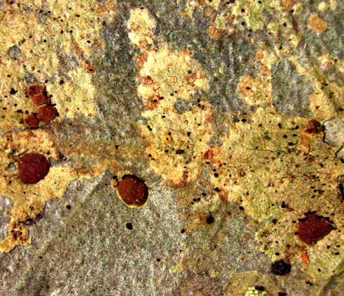 Calopadia fusca