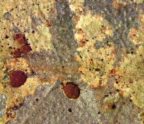 Calopadia fusca