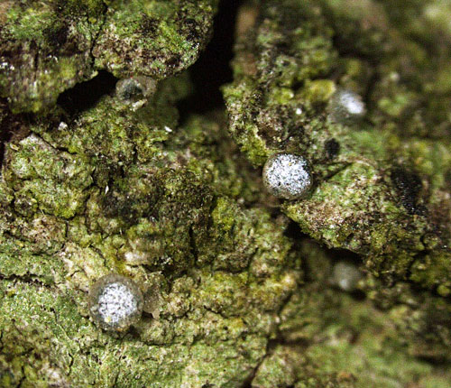 Calopadia imshaugii