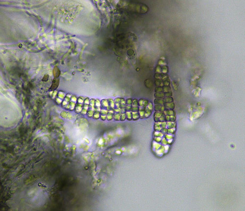 Calopadia imshaugii