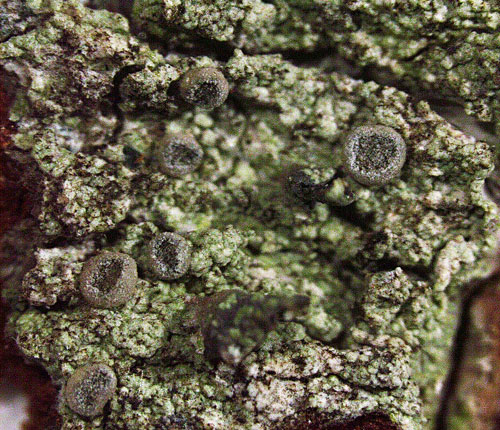 Calopadia imshaugii