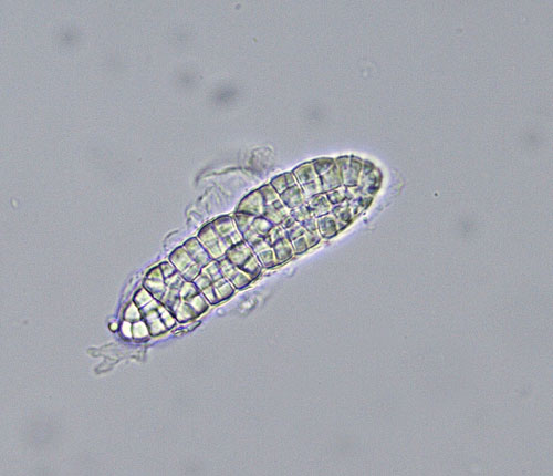 Calopadia schomerae