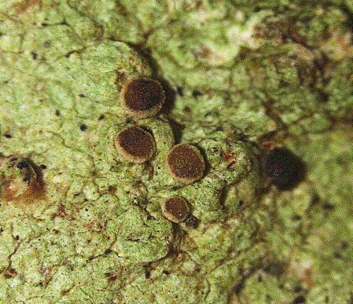 Calopadia schomerae