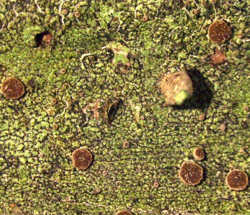Calopadia schomerae