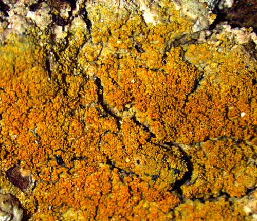 Caloplaca epiphora
