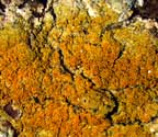 Caloplaca epiphora