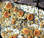 Caloplaca epiphora