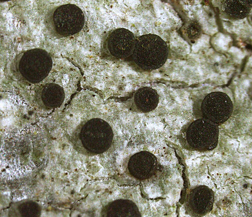 Caloplaca floridana
