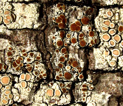 Caloplaca lecanorae well established on host
