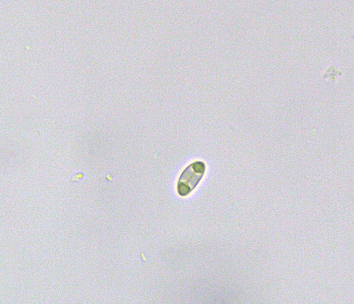 Caloplaca lecanorae well established on host