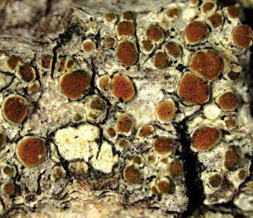 Caloplaca lecanorae